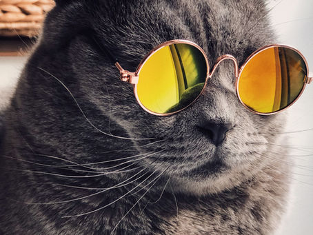 Exploring Cat Ownership: An ESL Reading Comprehension Practice Intermediate Guide