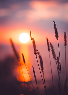 Image by Ann Savchenko