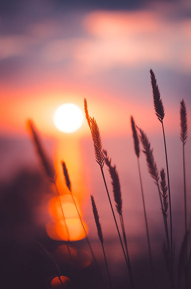 Image by Ann Savchenko