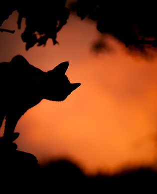 Image by Sašo Tušar