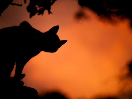 El Baile Secreto De Los Gatos