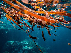 Image by Francesco Ungaro