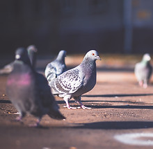 Image by Vladislav Nikonov