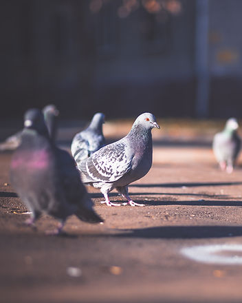 Image by Vladislav Nikonov