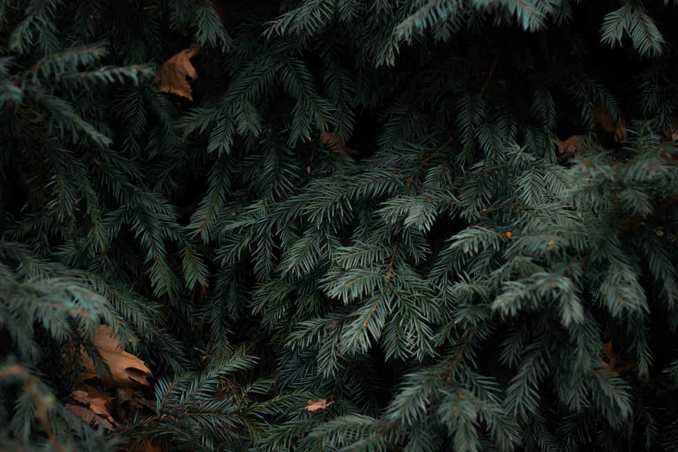 Evergreens in every color