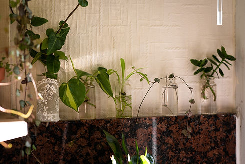 Propagation station with cuttings to help grow roots
