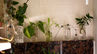 Propagation station with plant cuttings