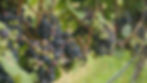Grenache grapes during color change.