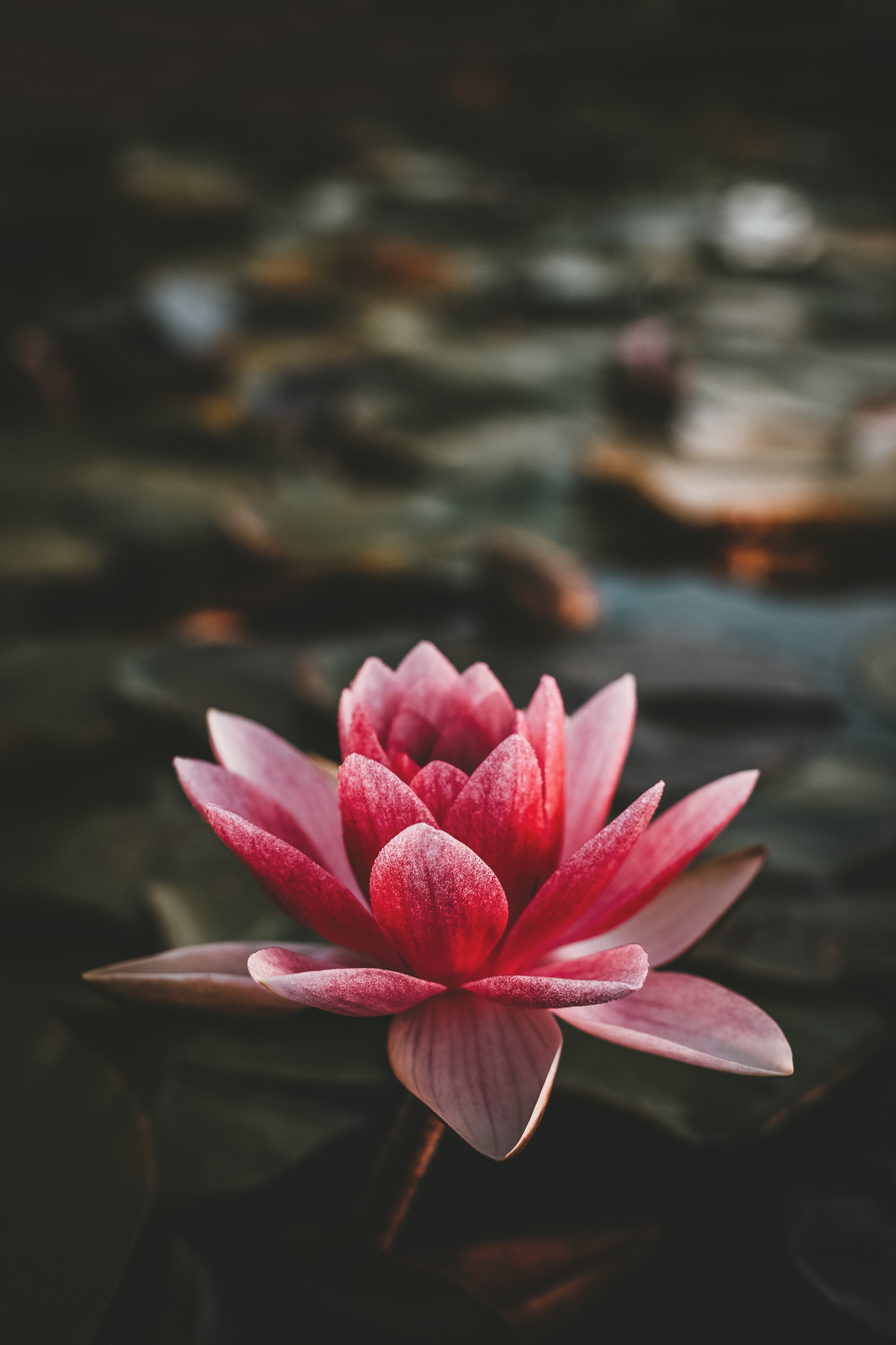 Pink water lily in bloom on a dark pond, with blurred lily pads and blooms in the background, creating a calm mood.