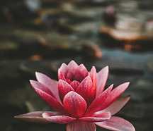 Image by Zoltan Tasi