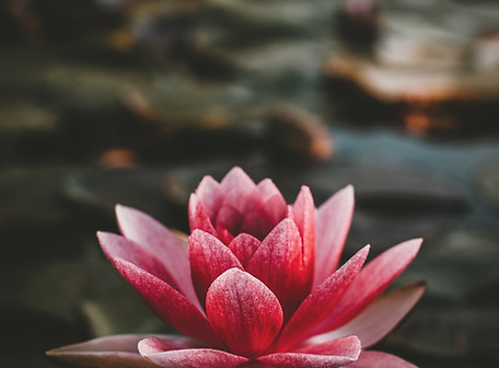 Image by Zoltan Tasi