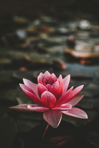 Lotus Flower - JB Morton Health