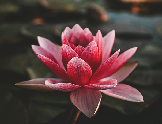 Image by Zoltan Tasi