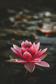 Image by Zoltan Tasi