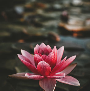 Image by Zoltan Tasi