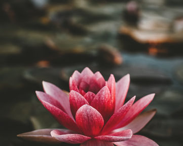 Image by Zoltan Tasi