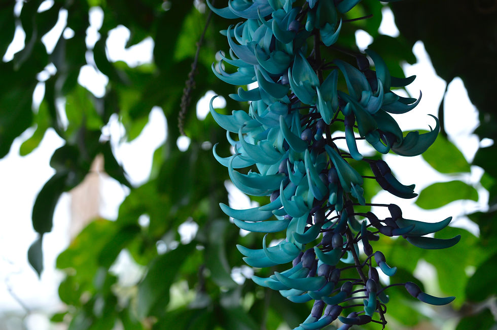 jade plants types