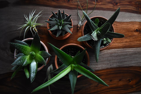 Verdure Studio - Indoor Plant Design for Home and Office - Succulent Workshops and Classes - Boston, MA