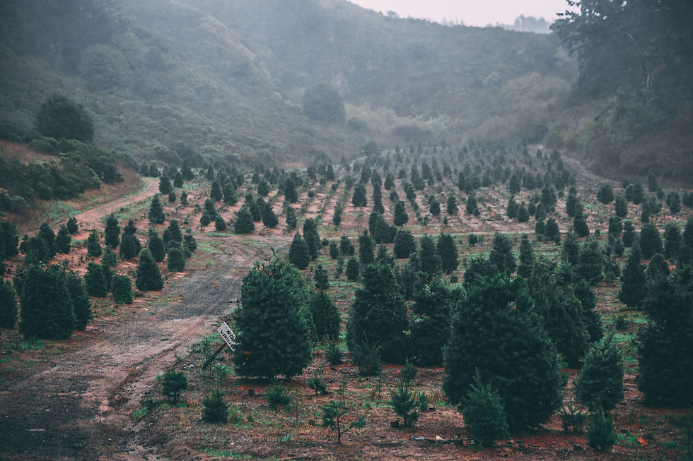 Christmas tree farm