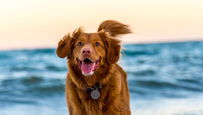  [每週星座運勢] 2025/12/21-12/27｜小龜的塔羅牌世界