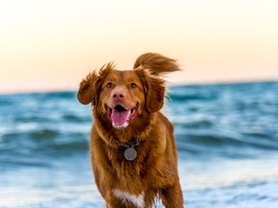 3 Fun Activities do with your dog in Houston, TX