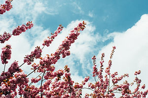 Image by Timo Vijn