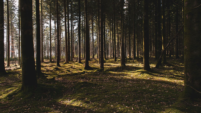 Image by Hugo Delauney