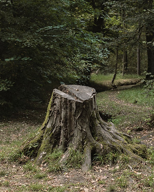 Image by Edward Howell