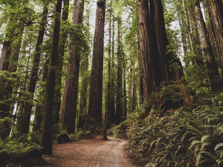 The Healing Path: Lessons from the Forest
