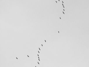 The Term Therapeutic or Therapeutics