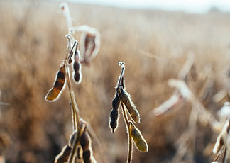 Image by Kelly Sikkema