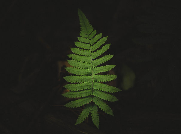 Image by Jeremy Bishop