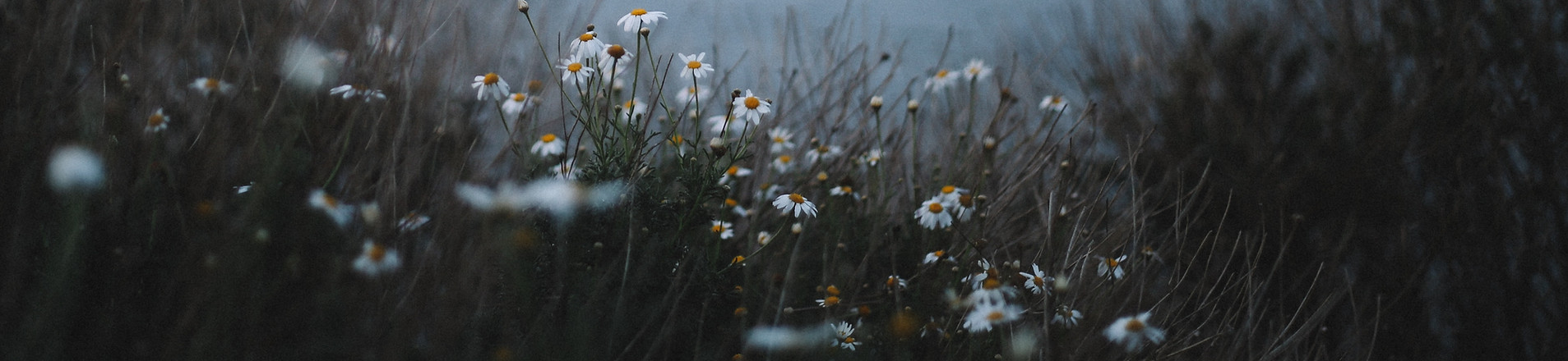 Image by Justin DoCanto