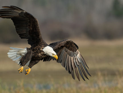 Thank you to the eagle, turkey and veterans