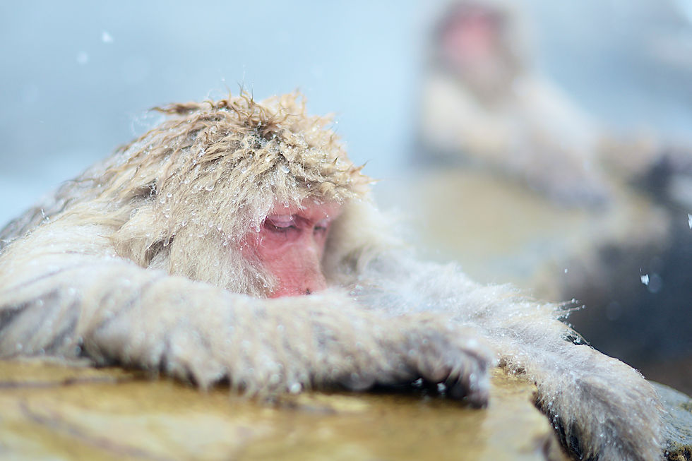 Japanische Makake entspannt in einem vulkanischen Pool in Japan.