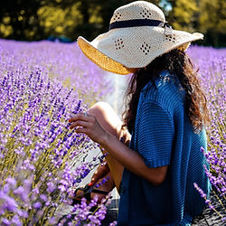 Pick Lavender Ramona, CA