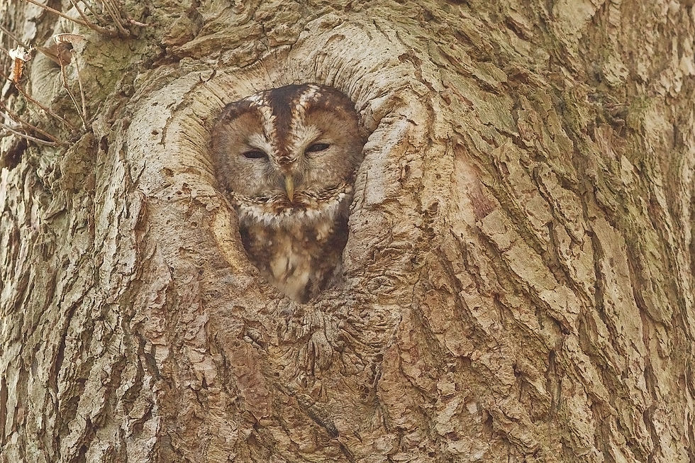 Image by Hans Veth