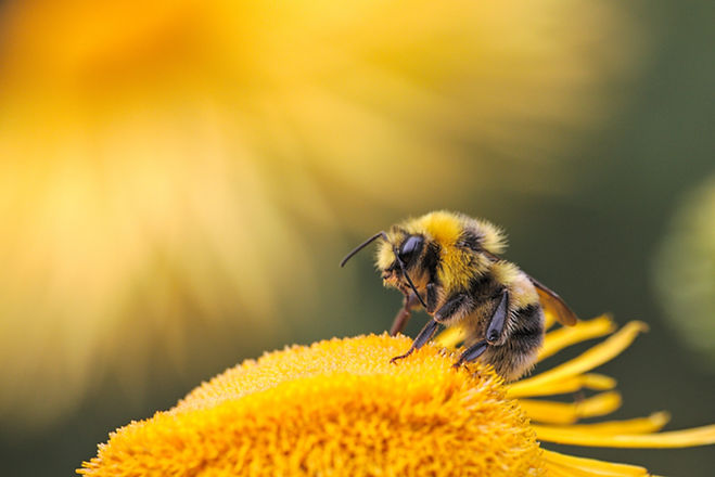 Image by Dmitry Grigoriev