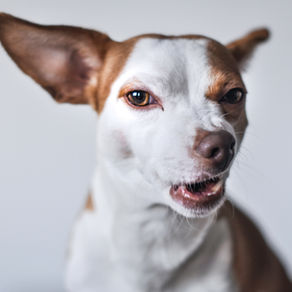 Mon Chien grogne : comment réagir ?