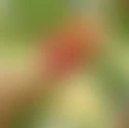 Regresa el programa de nutrición para adultos mayores en mercados agrícolas de Kansas