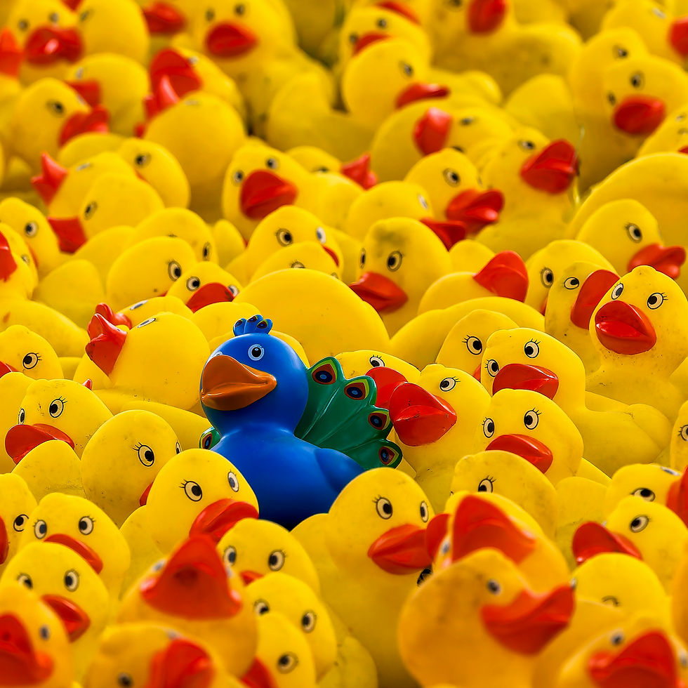 A blue rubber peacock stands out among a crowd of yellow rubber ducks with red beaks, creating a colorful, playful scene.