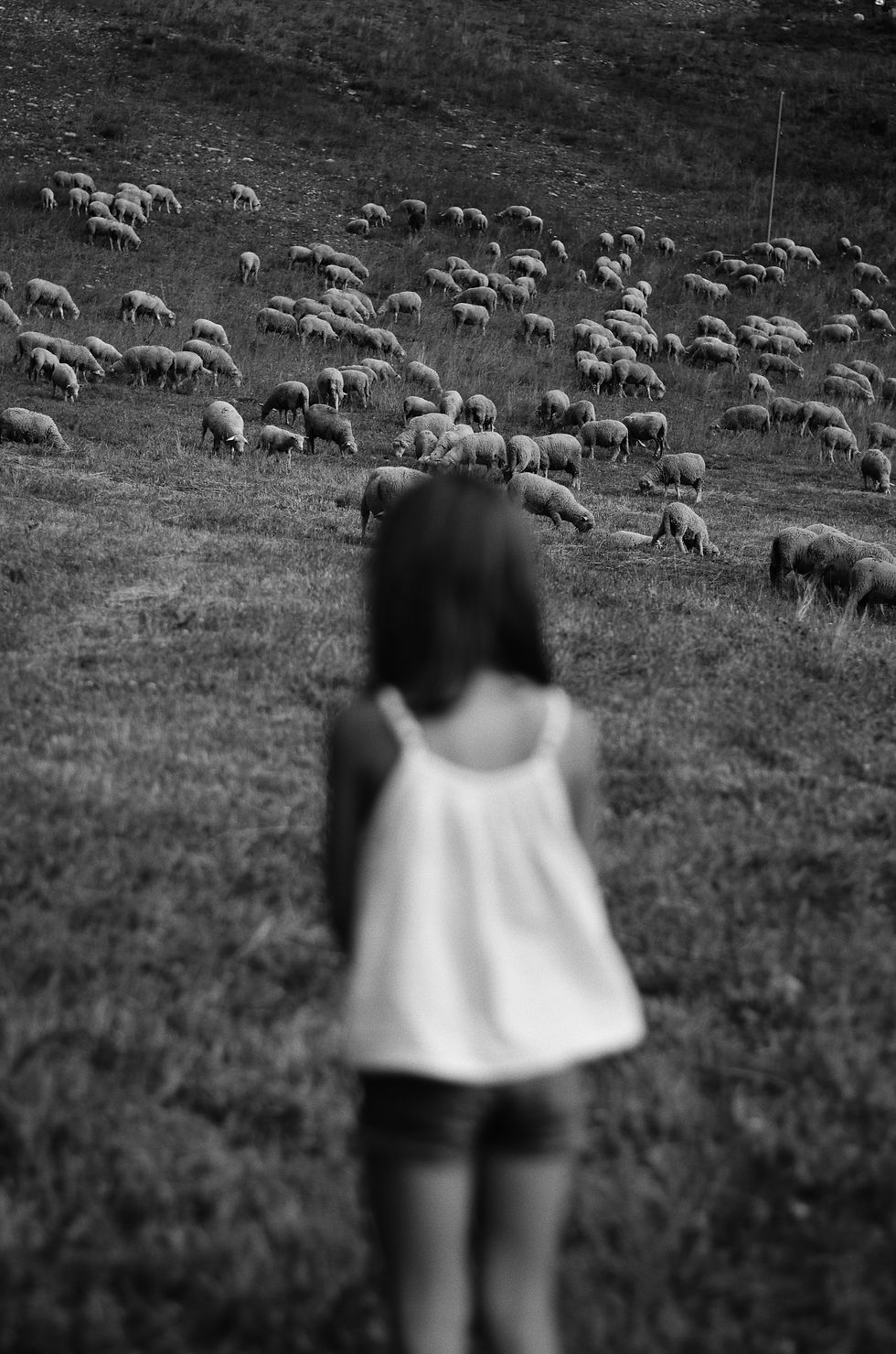 Black and white picture of a girl in a field staring at sheep. She has her back to the camera