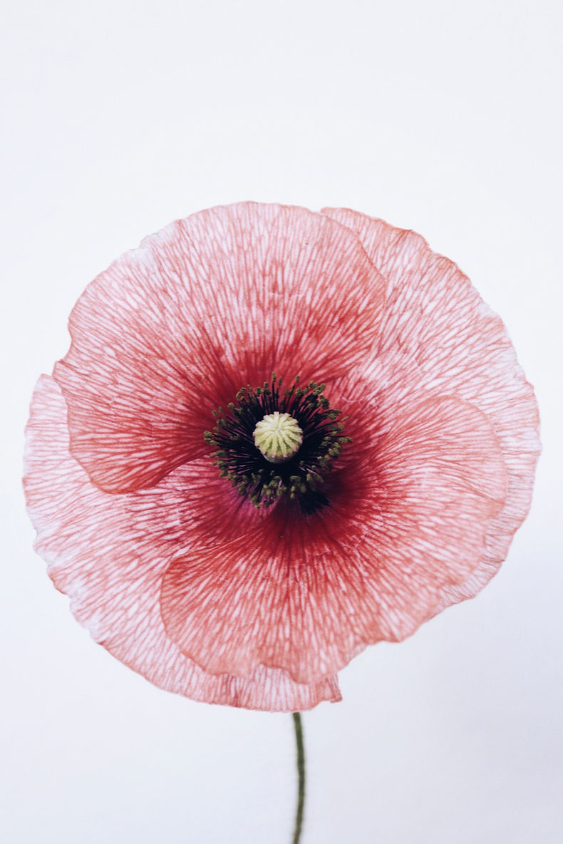 Image by Anna Meshkov