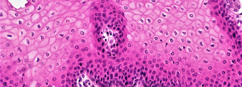 Image by Bioscience Image Library by Fayette Reynolds