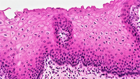 Image by Bioscience Image Library by Fayette Reynolds