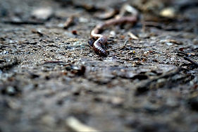 Image by Julian Zwengel