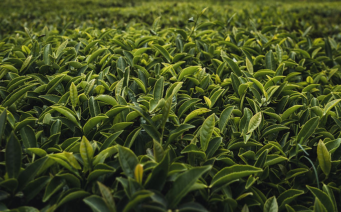 茶葉