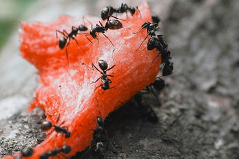 Image by Eugen Kucheruk