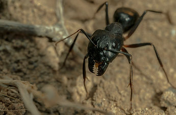 domestic and commercial pest control in Shropshire