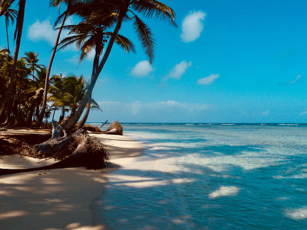Spiaggia caraibica di Panama con palme inclinate e acqua cristallina.